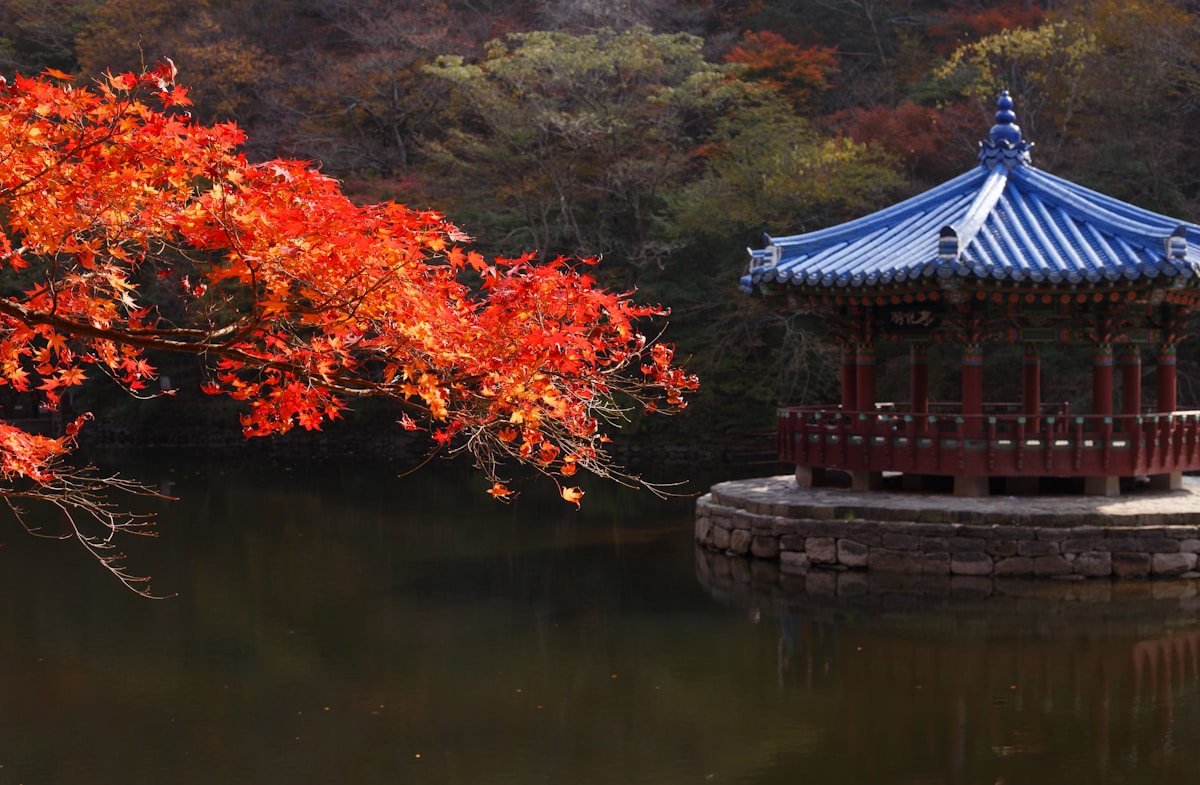 Traditional Korean pavilion with brilliant red maple branches over a still lake, Naejangsan National Park autumn foliage