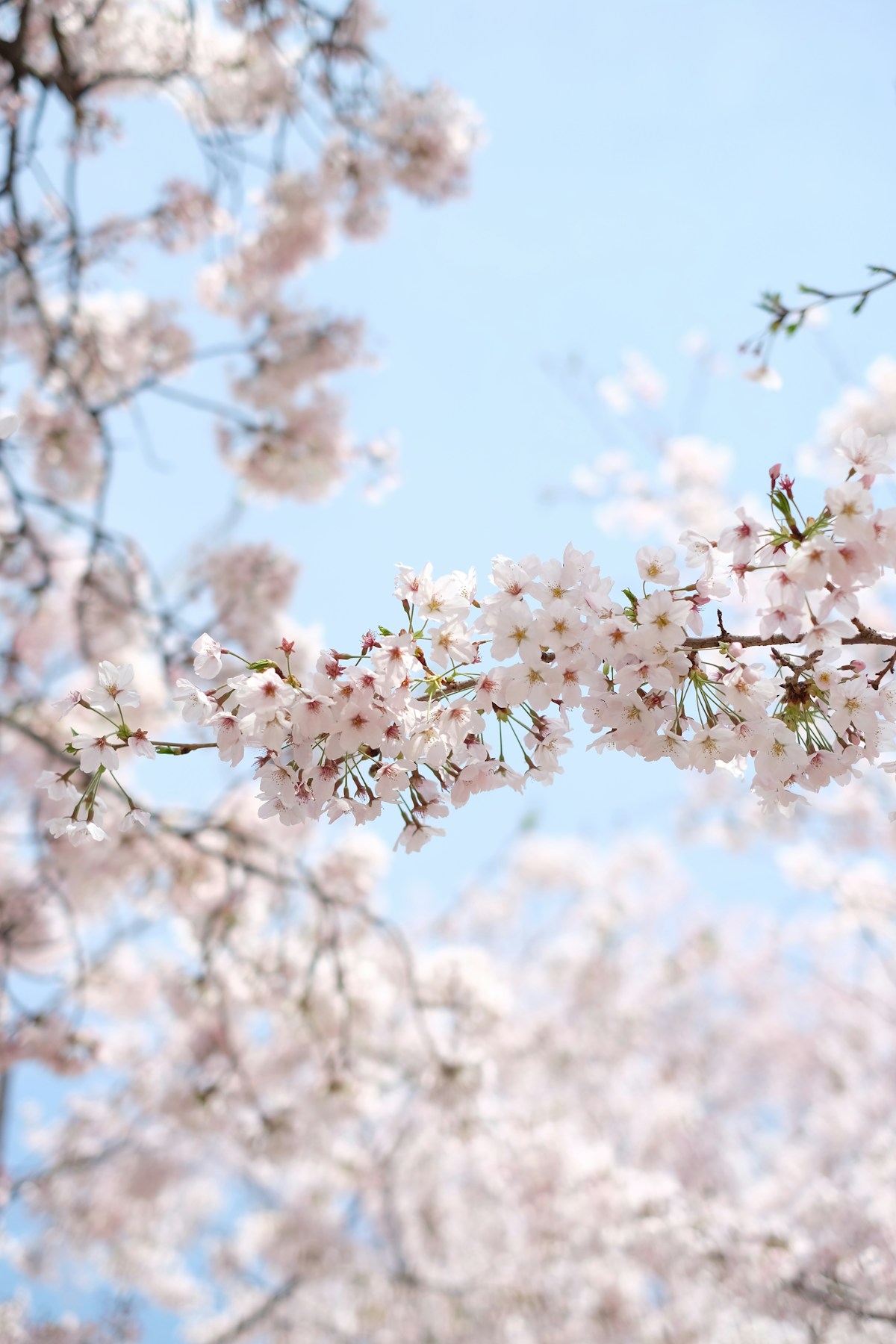 White cherry blossom branches against clear blue sky - spring cherry blossom season in South Korea