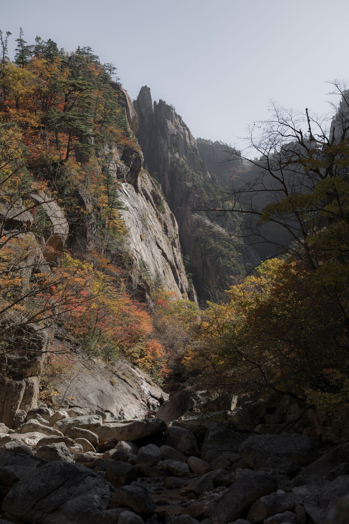 Forest trail lined with vivid red and orange maple trees inside a Korean national park during peak autumn foliage season