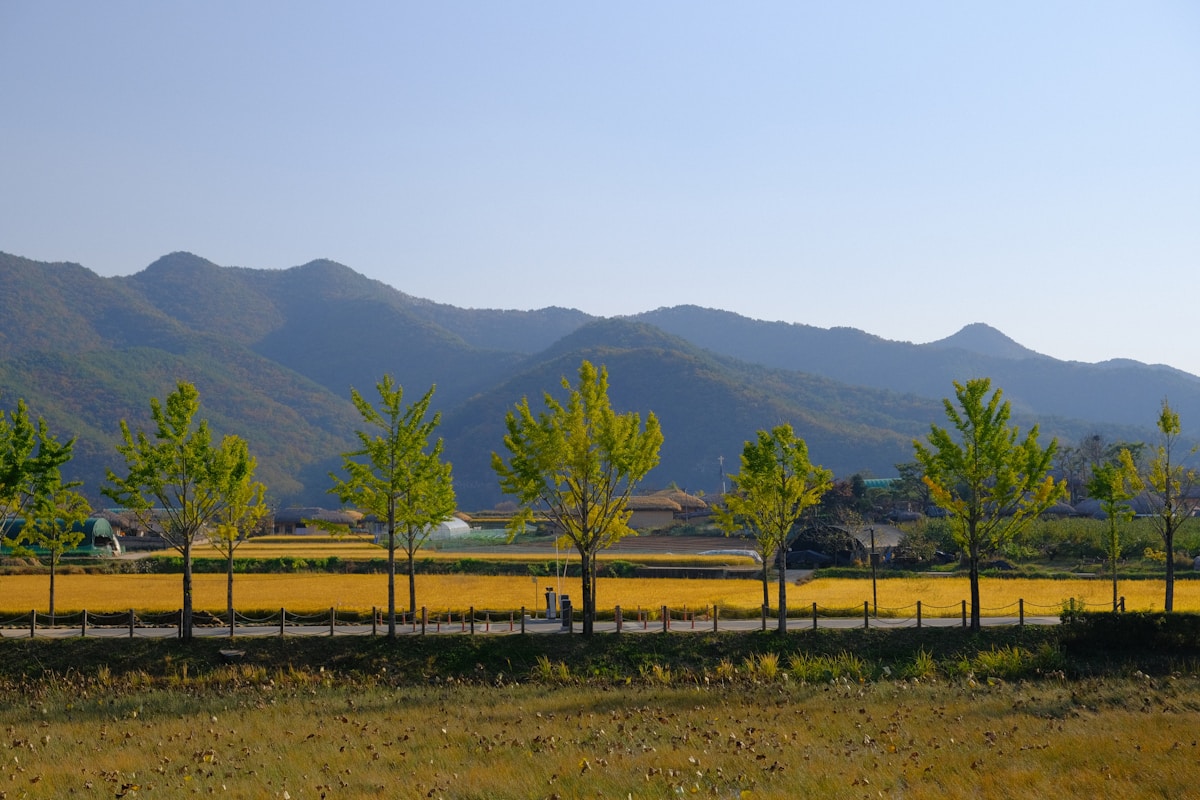 Golden rice fields and traditional thatched-roof farmhouses set against forested mountains, Andong, South Korea