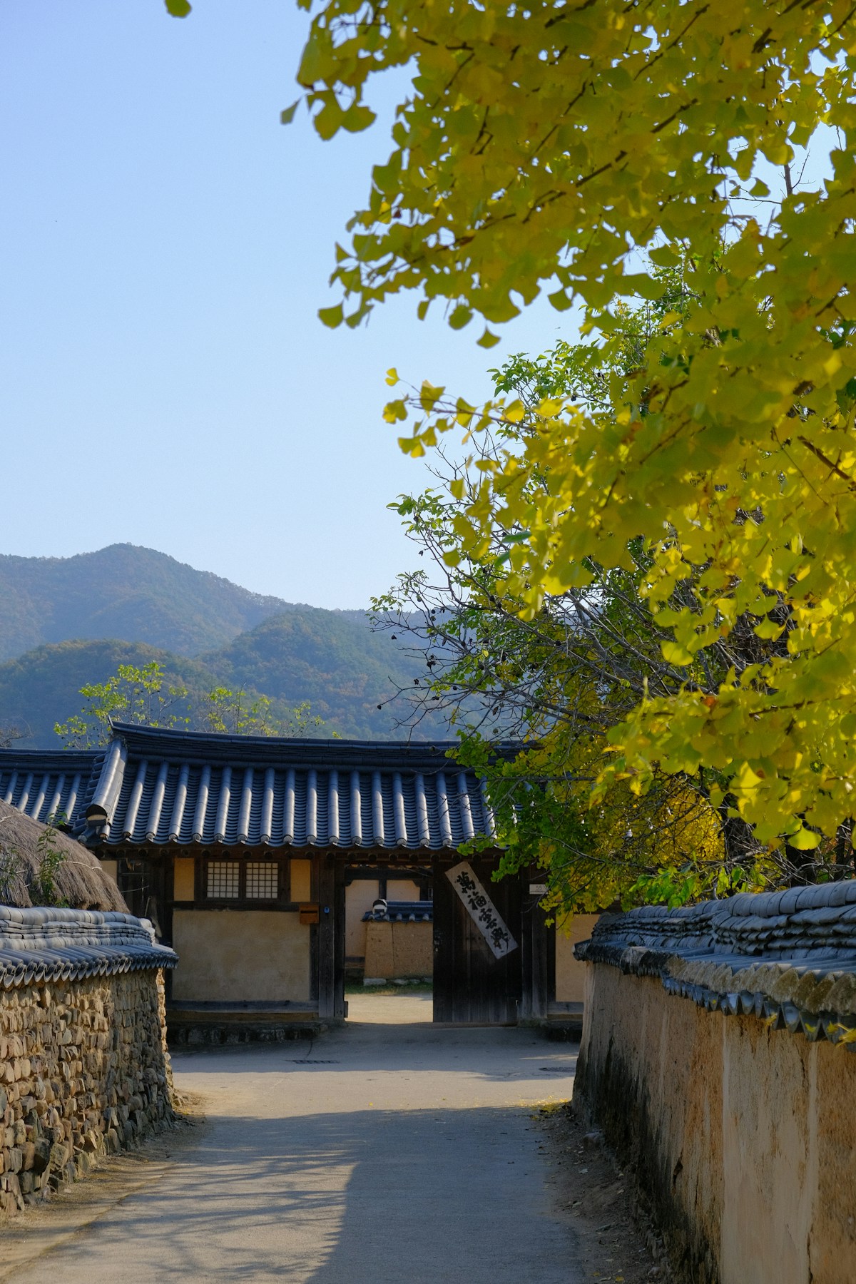 Path leading to a traditional gate at Hahoe Folk Village, Andong, surrounded by autumn ginkgo trees