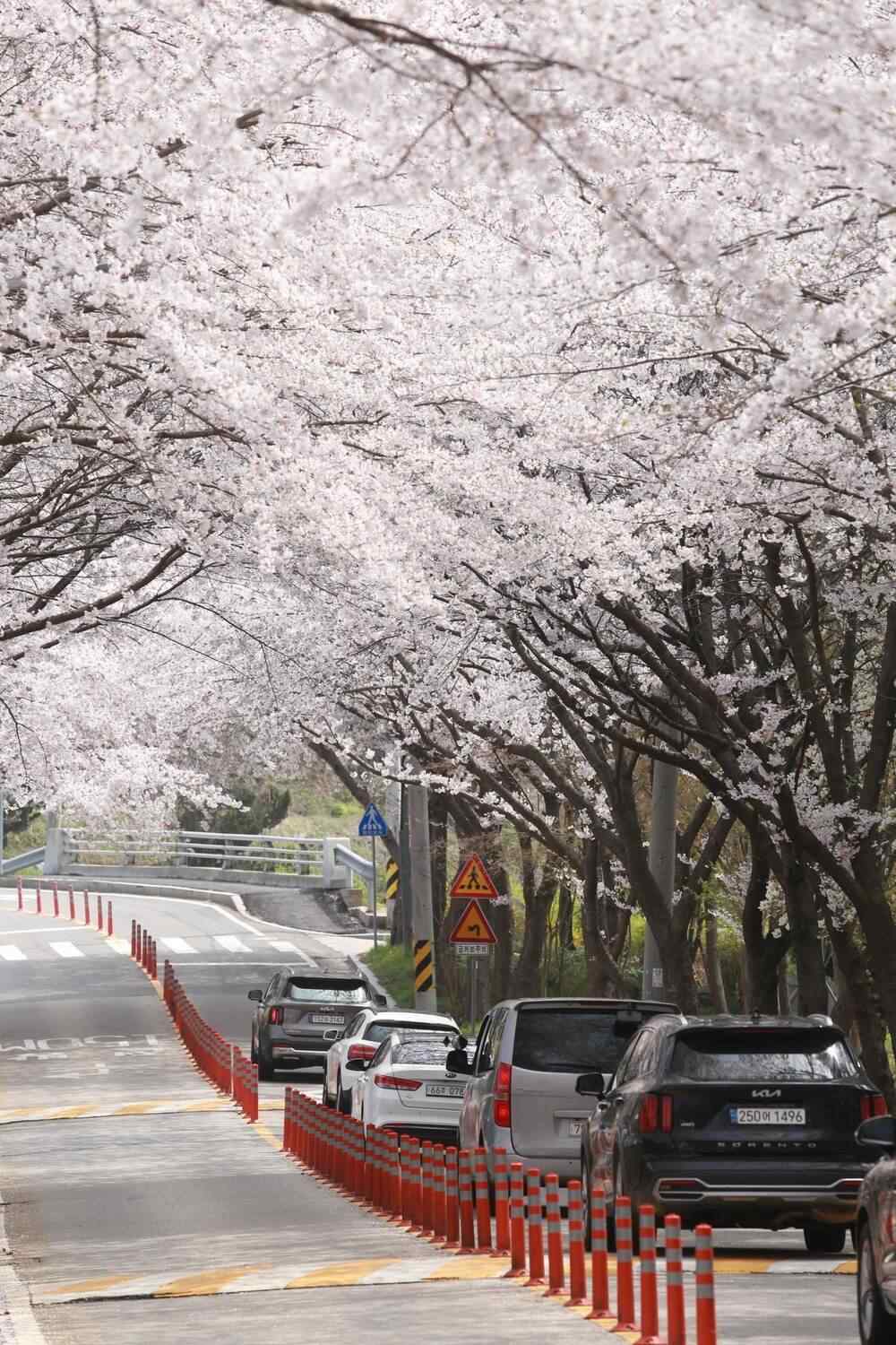 Cherry blossom trees forming a full canopy over a spring road in South Korea
