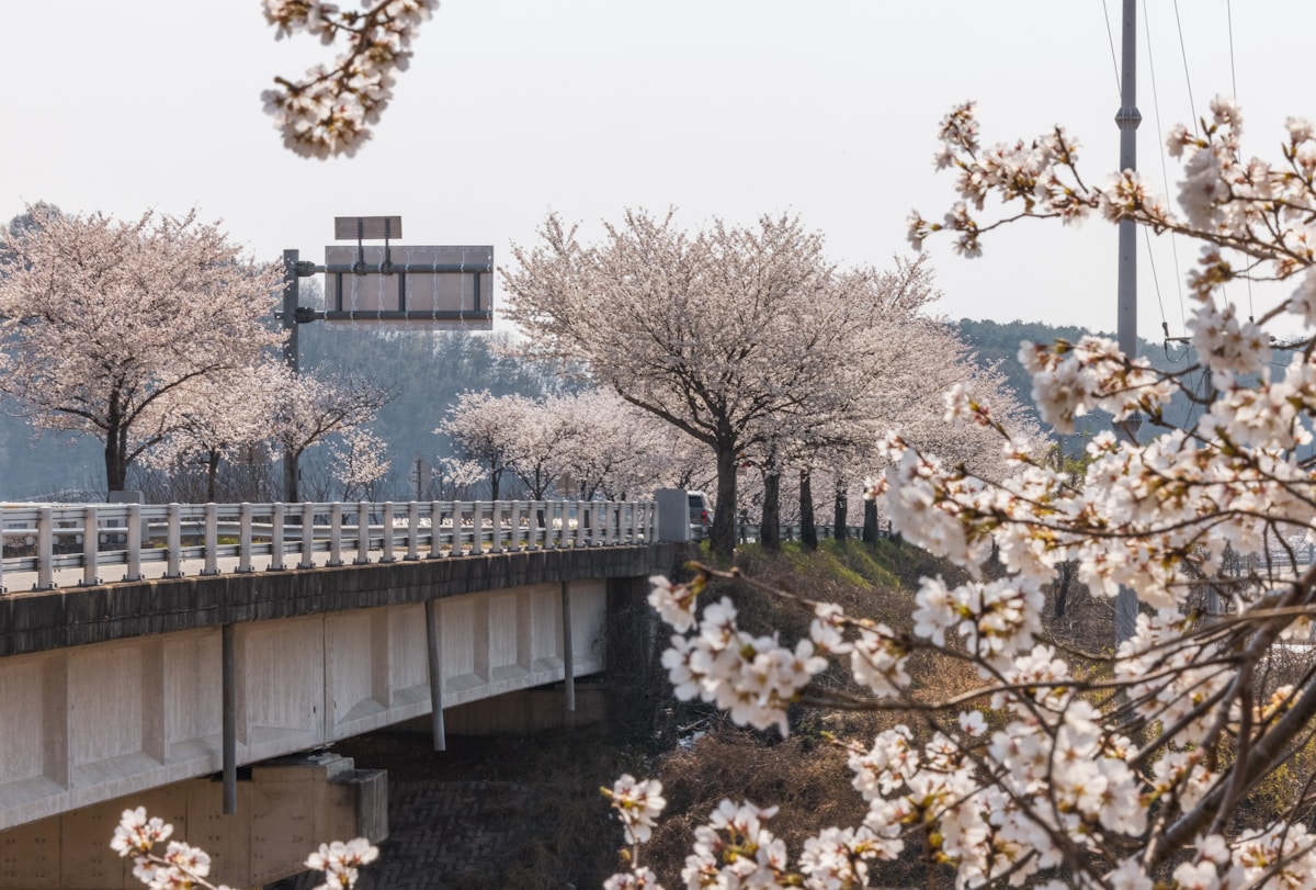 Cherry blossoms lining a bridge and river in spring - 10 day South Korea itinerary