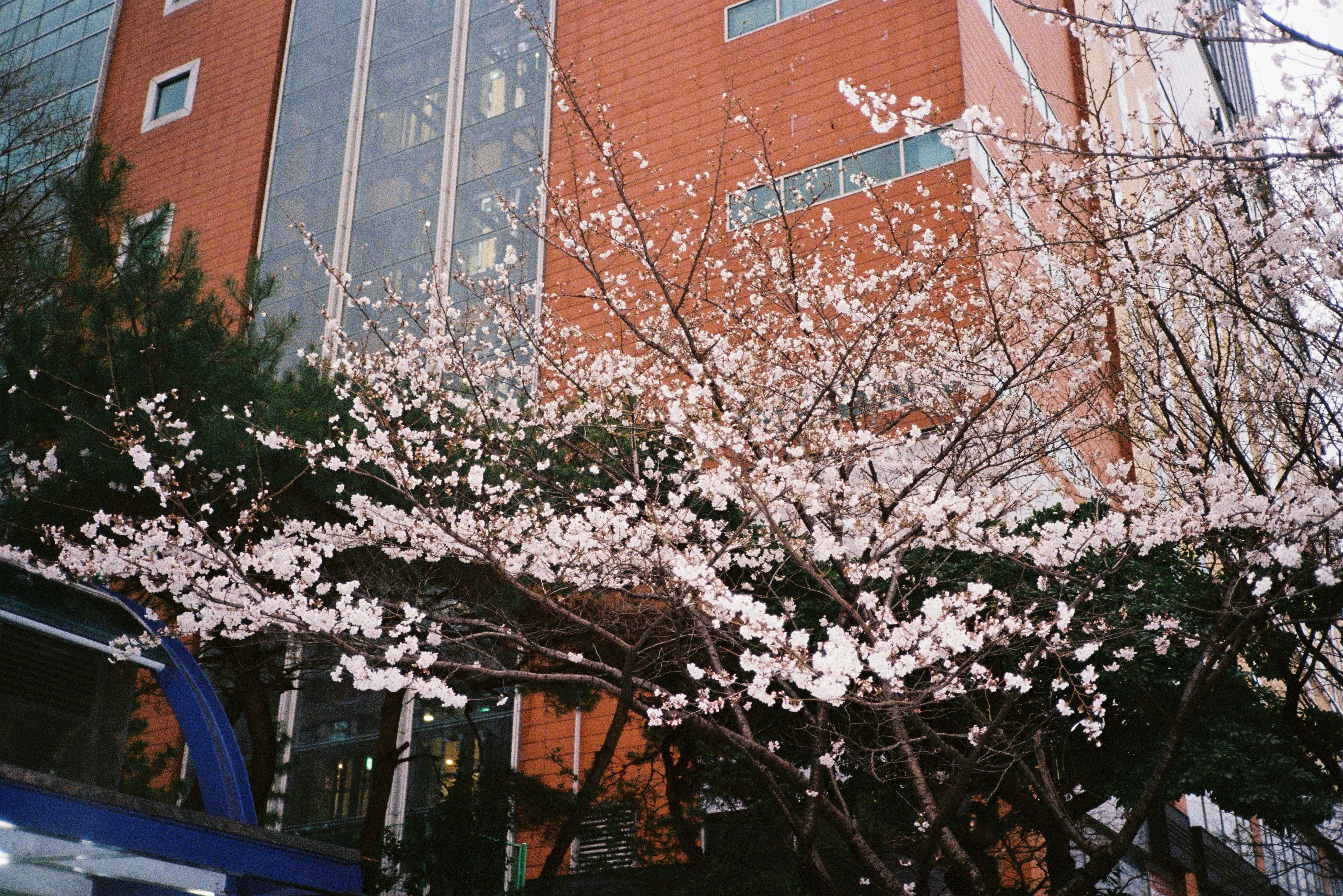Cherry blossoms in full bloom in front of a building in South Korea in spring