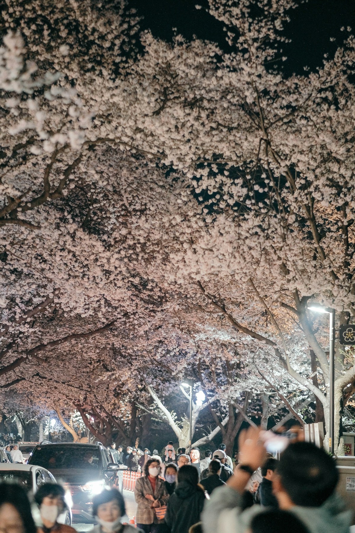 Early cherry blossom trees lining a path in South Korea in late March