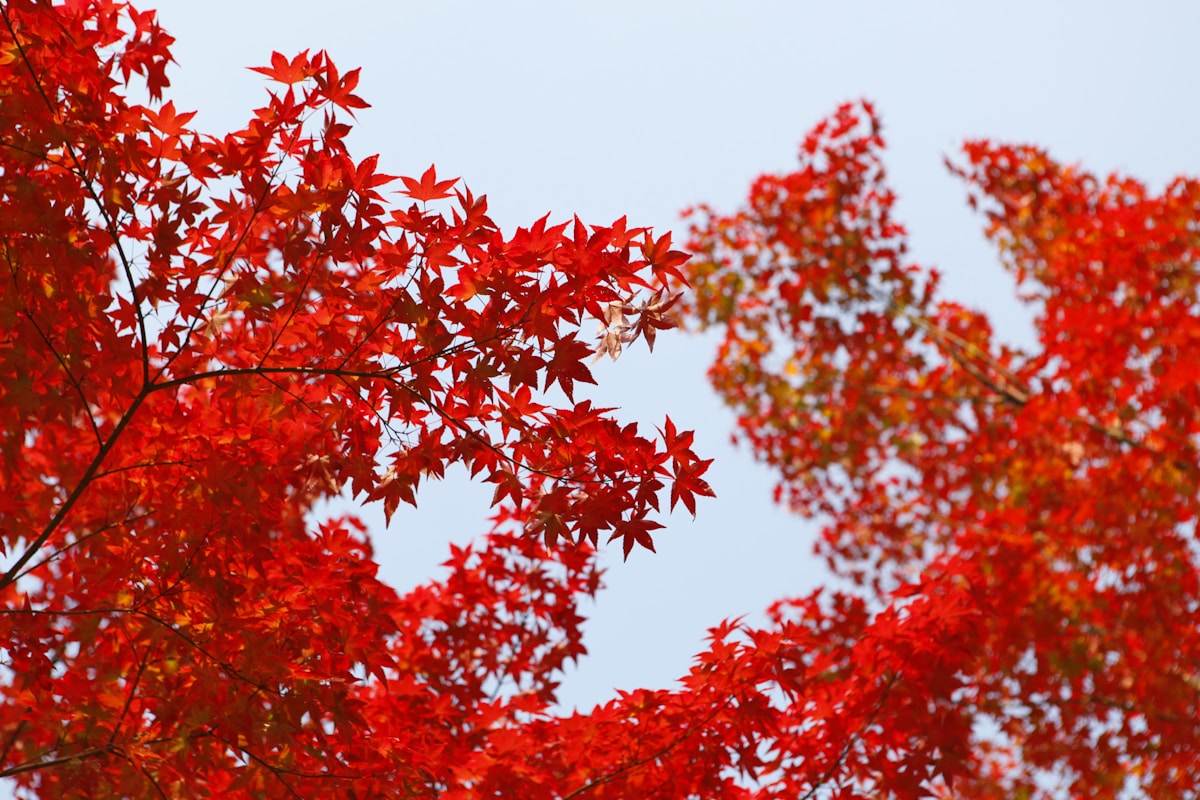 Clear blue sky over a mountain trail in South Korea in early autumn September