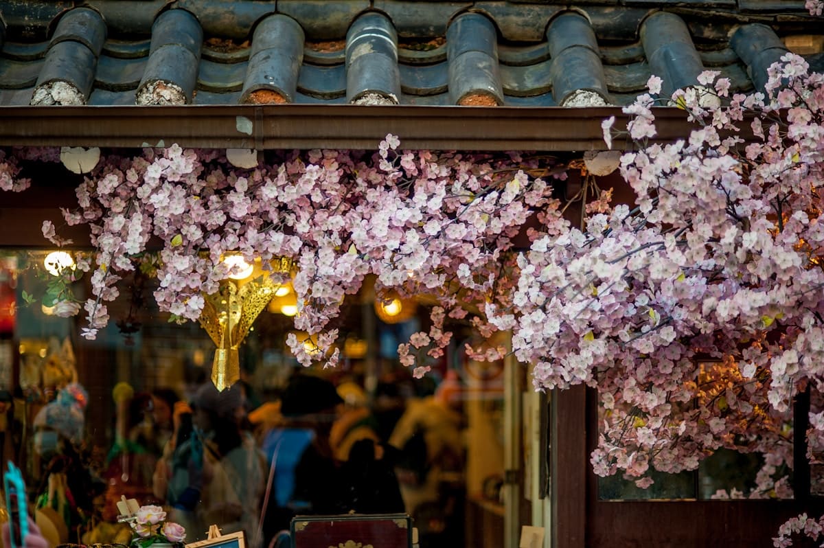 Cherry blossom trees lining a path in South Korea with pink petals falling